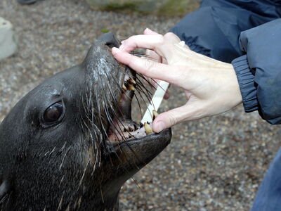 Ein Seelöwe öffnet nach Anweisung der Tierpflegerinnen ganz weit das Maul, damit der Tierarzt eine Zahnuntersuchung durchführen kann