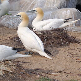 Basstölpel auf Nestern