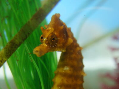 Becken 7, Kurzschnäuzige Seepferdchen