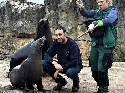 Tierarzt Fabian Müller-Trefzer untersucht mit Hilfe von Tierpflegerin Natalie die Seebären