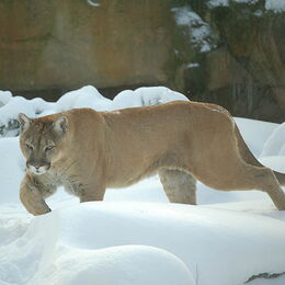 Puma im Schnee in seinem Gehege