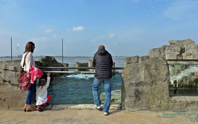 Ansicht Gehege der Seelöwen: Bodentiefe Scheiben ermöglichen auch im Rollstuhl eine uneingeschränkte Einsicht
