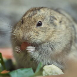 Steppenlemming beim Fressen