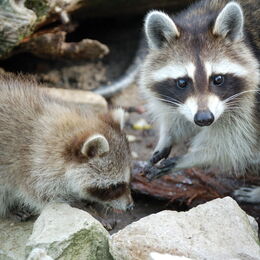 Waschbär mit Nachwuchs