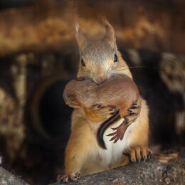 Sibirisches Eichhörnchen mit Nachwuchs