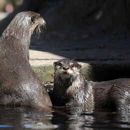 Zwei Zwergotter spielen im Wasser