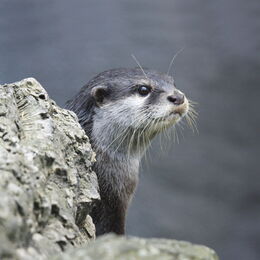 Ein Zwergotter hinter einem Stein