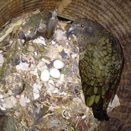 Kea mit Eiern