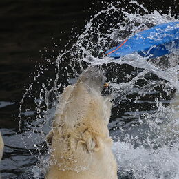 Eisbär schmeißt ein Spielzeug aus dem Wasser in die Luft