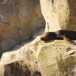Kleiner Seelöwe liegt schlafend in der Sonne