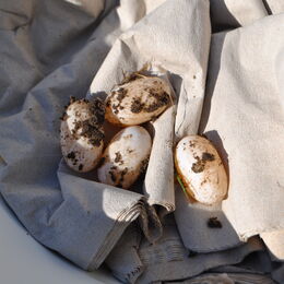 Eier von Sumpfschildkröten