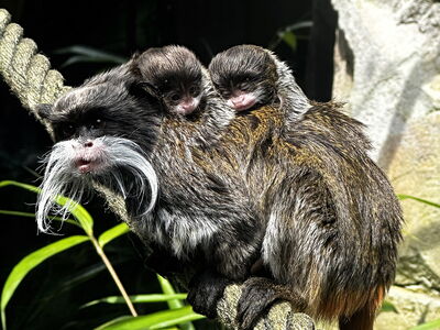 Vater Cusco trägt den Nachwuchs auf dem Rücken