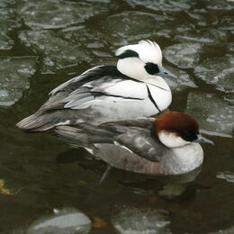 Zwei Zwergsäger im Wasser