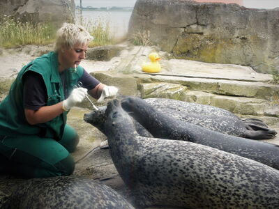 Tierpflegerin Pamela trainert mit den Robben, um sie auf medizinische Untersuchungen vorzubereiten