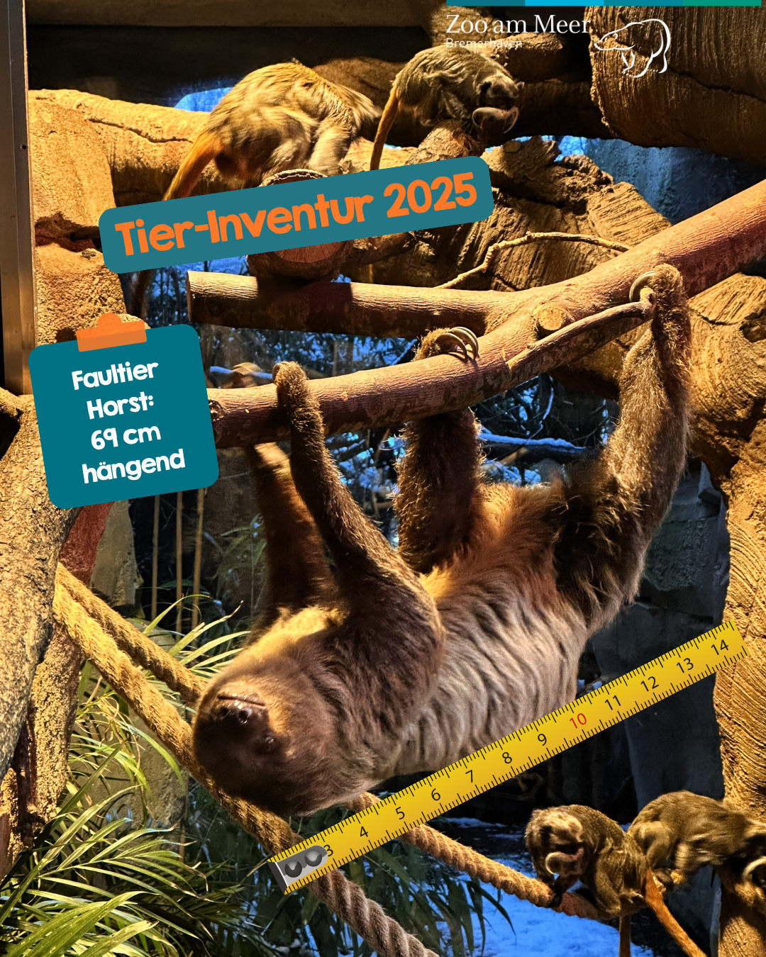 Tier-Inventur 2025: Faultier Horst wied vermessen und ist 69 cm lang (hängend)