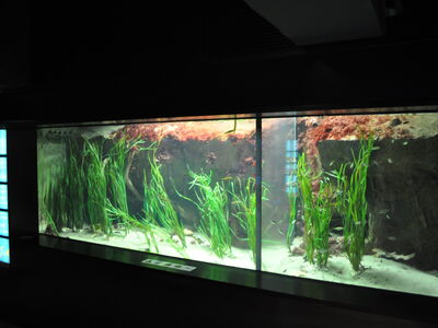 Becken 2, Lebensraum Seegraswiesen