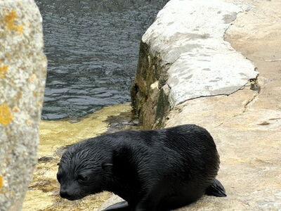 Kleiner Seebär (geb. Mai 2026) auf der Außenanlage