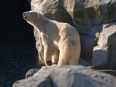 Eisbär Lloyd in seinem Gehege in der Sonne