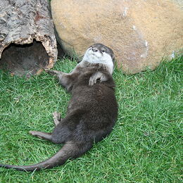 Zwergotter beim Entspannen