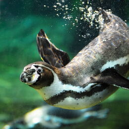 Humboldtpinguin taucht