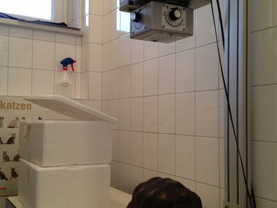 Eine Köhlerschildkröte beim Röntgen