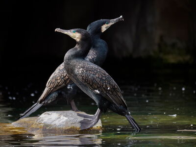 Zwei Kormorane im Zoo am Meer sitzen auf einem Stein im Wasser
