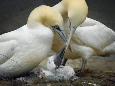 Ein Basstölpel-Paar füttert seinen Nachwuchs im Nest