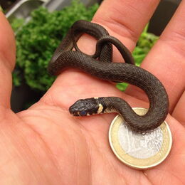 Verdeutlichung Größe von Ringelnatternachwuchs im Vergleich zu einer 1,-Euro-Münze
