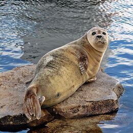Ein Seehund liegt auf der Fels-Insel mitten im Wasser
