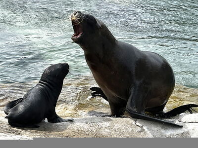 Seelöwe Lío mit Mutter Zoe