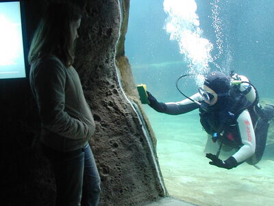 Tierpflegerin Carmen Gürster ist im Becken der Robben, um die Unterwasserscheibe von innen zu reinigen