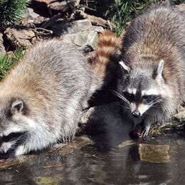 Zwei Waschbären waschen ihre Futtermittel im Bachlauf