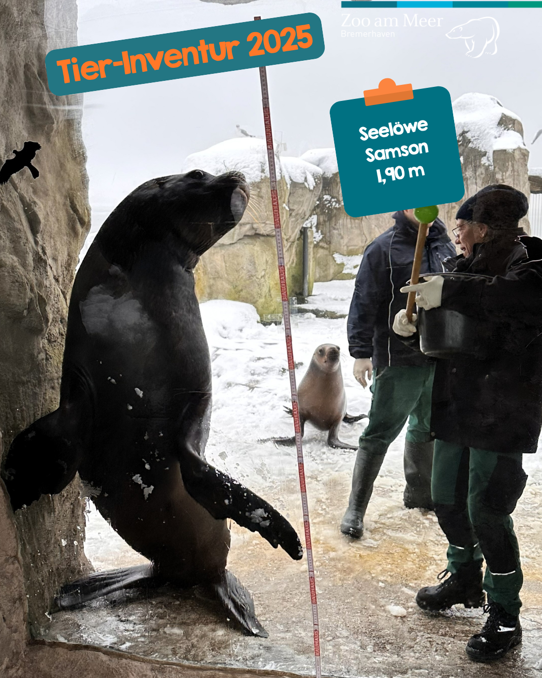 Tier-Inventur 2025: Tierpflegerin Carmen misst Seelöwen Samson und stellt die Größe mit 1,90 m fest