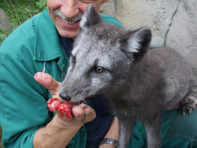 Tierpfleger Frank Schlepps ist im Gehege der Polarfüchse während ein Polarfuchs auf seinem Schoß sitzt und gefüttert wird