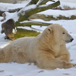 Eisbär liegt im Schnee auf der Anlage