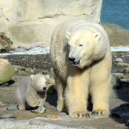 Eisbärin Valeska auf der Außenanlage mit ihrem Nachwuchs
