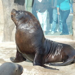 Seelöwe Sailor in der Sonne