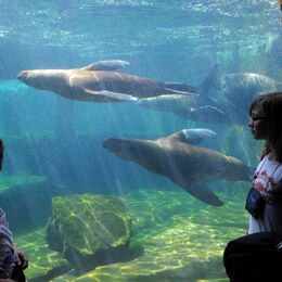 Kinder beobachten die Seelöwen unter Wasser