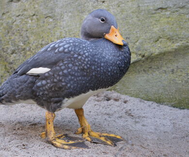 Magellan-Dampfschiffente