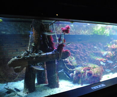 Becken 3, Lebensraum Hafen