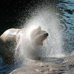 Eisbär schüttelt sich im Wasser