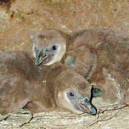 Nachwuchs bei den Humboldt-Pinguinen: Zwei Pinguine halten sich in ihrer Höhle auf