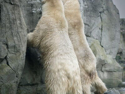 Eisbärinnen Anna und Elsa richten sich an der Wand auf, um die Mayonnaise abzuschlecken