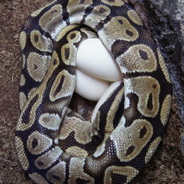 Königspython mit Eiern