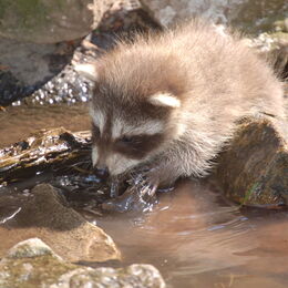 Waschbären-Nachwuchs planscht im Wasser