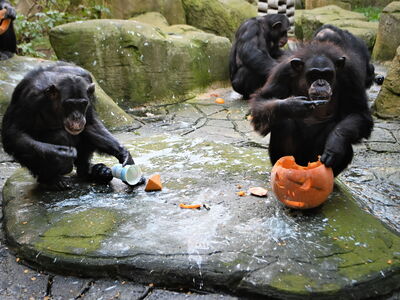 Die Schimpansen Chico (links) und Jenny (rechts) erfreuen sich an den gefüllten Kürbissen zu Halloween