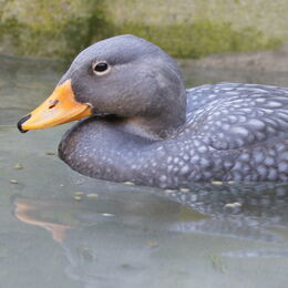 Magellan-Dampfschiffente im Wasser