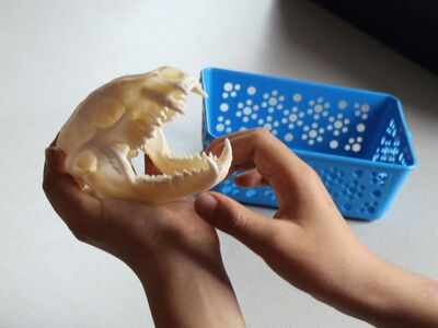 Anschauungsmaterial Schädel im Rahmen einer Zooschulexpedition