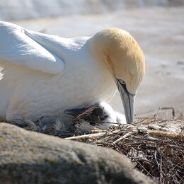 Basstölpel mit Nachwuchs
