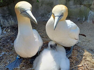 Ein Basstölpel-Paar mit Nachwuchs